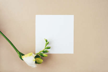Floral background. One freesia flower on a beige background. Minimal concept. Flat lay, top view. Copy space for text.の写真素材