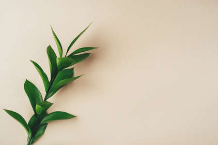 Fresh green branch on a beige background. Minimal concept. Flat lay, copy space.の写真素材