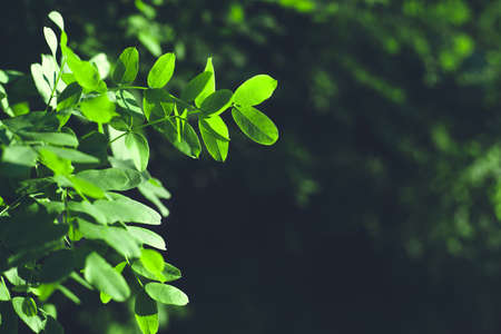 Summer natural background with leaves glowing in sunlight.の写真素材