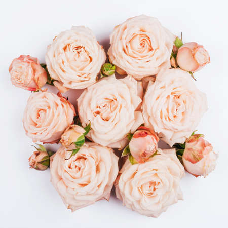 Spring background. Rose flowers on a white background. Flat lay.の写真素材