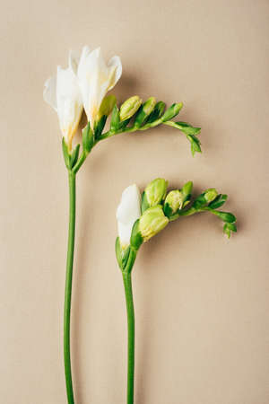 Floral background. Freesia flowers on a beige background. Minimal concept. Flat lay, top view.の写真素材