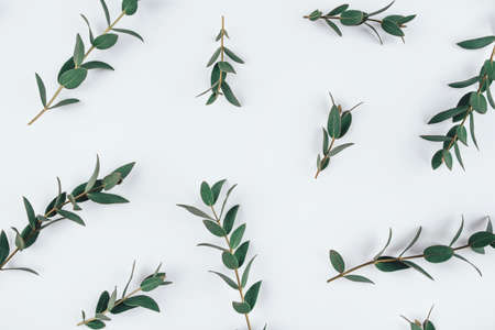 Natural background created from fresh green branches of eucalyptus. Flat lay. Nature concept.の写真素材