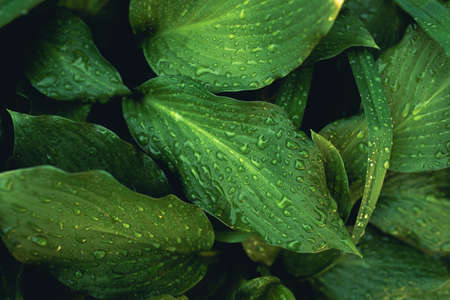 Green foliage with small leaves glistening with raindrops.の写真素材
