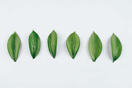Natural background created from fresh green leaves. Flat lay. Nature concept.の写真素材