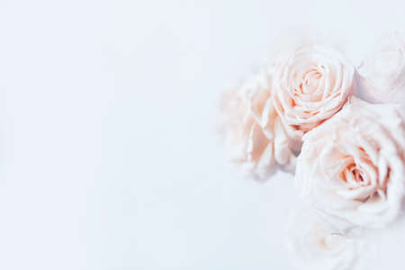 Delicate pastel background with blooming roses. Spring or summer time. Copy space for text.の写真素材
