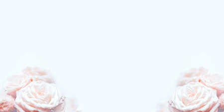 Delicate pastel background with blooming roses. Spring or summer time. Copy space for text.の写真素材