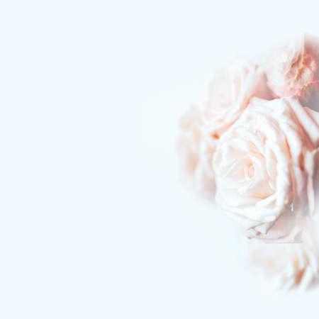 Delicate pastel background with blooming roses. Spring or summer time. Copy space for text.の写真素材