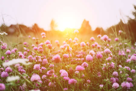 Summer time. Blooming clover on the background of a sunny sunset.の写真素材