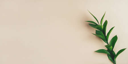 Fresh green branch on a beige background. Minimal concept. Flat lay, copy space.の写真素材