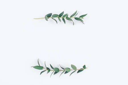 Green eucalyptus branches on a white background. Flat lay, top view.の写真素材