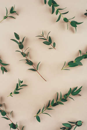 Natural background created from fresh green branches of eucalyptus. Flat lay. Nature concept.の写真素材