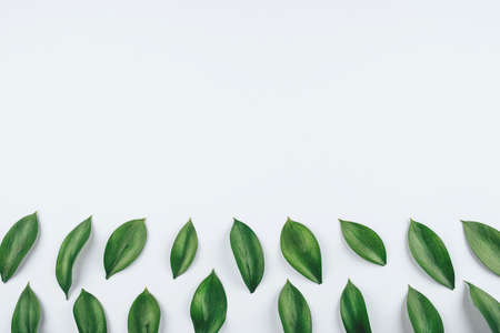 Natural background made of fresh green leaves. Flat lay. Nature concept.の写真素材