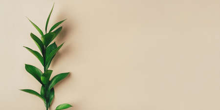Fresh green branch on a beige background. Minimal concept. Flat lay, copy space.の写真素材