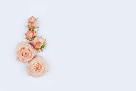 Spring background. Rose flowers on a white background. Flat lay.の写真素材