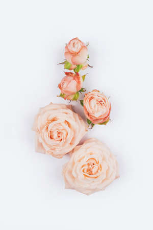 Spring background. Rose flowers on a white background. Flat lay.の写真素材