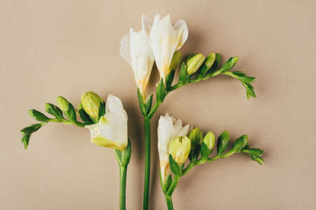 Floral background. Freesia flowers on a beige background. Minimal concept. Flat lay, top view.の写真素材