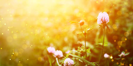 Summer time. Blooming clover on the background of a sunny sunset.の写真素材
