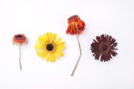 Dry gerbera flowers pattern on white background. Flat lay, top view.の写真素材
