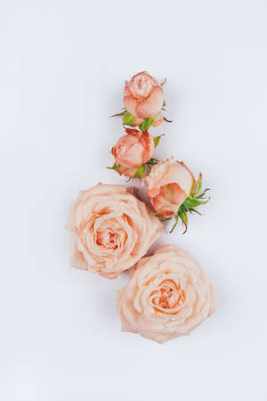 Spring background. Rose flowers on a white background. Flat lay.の写真素材