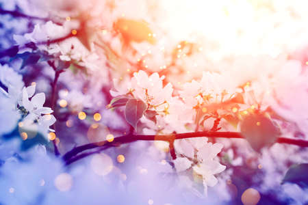 Beautiful apple blossom. Sunset sunlight. Spring background with soft focus.の写真素材