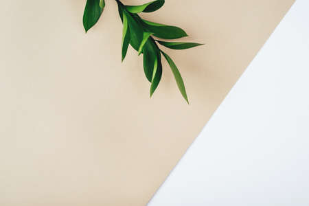 Fresh green branch on a beige background. Minimal concept. Flat lay, copy space.の写真素材