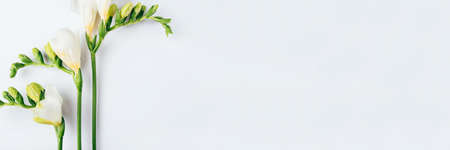 Floral background. Freesia flowers on a white background. Minimal concept. Flat lay, top view. Copy space for text.の写真素材