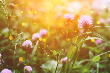 Summer time. Blooming clover on the background of a sunny sunset.の写真素材