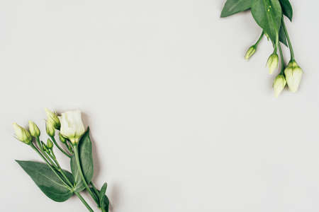 Fresh white flowers on a grey pastel background. Spring minimal concept.の写真素材