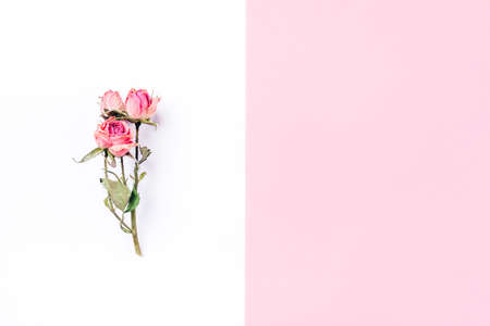 Frame of dried rose flower on white and pink background. Flat lay, top view. Copy space for text.
