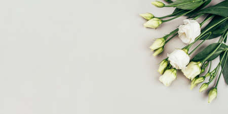 Fresh white flowers on a grey pastel background. Spring or summer minimal concept. Copy space for text.の写真素材
