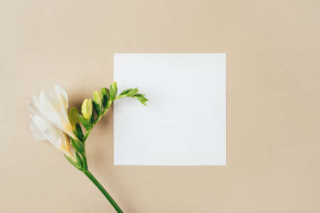 Floral background. One freesia flower on a beige background. Minimal concept. Flat lay, top view. Copy space for text.の写真素材