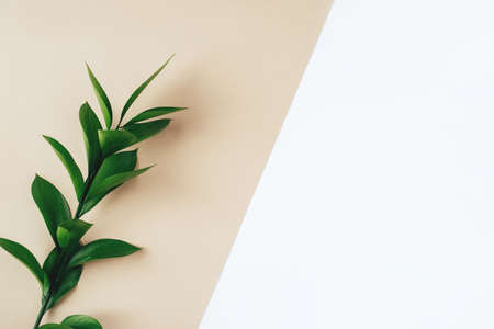 Fresh green branch on a beige background. Minimal concept. Flat lay, copy space.の写真素材
