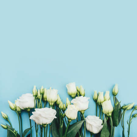 Fresh white flowers on a blue pastel background. Spring minimal concept.の写真素材