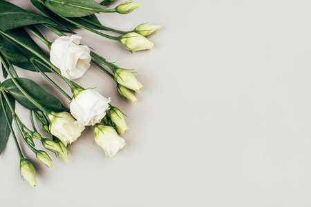 Fresh white flowers on a grey pastel background. Spring or summer minimal concept. Copy space for text.の写真素材