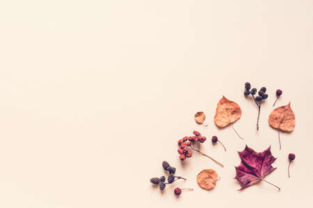Autumn pastel background made of leaves, berries and cones. Flat lay, top view. Copy space for text.の写真素材