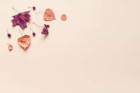 Autumn pastel background made of leaves, berries and cones. Flat lay, top view. Copy space for text.の写真素材