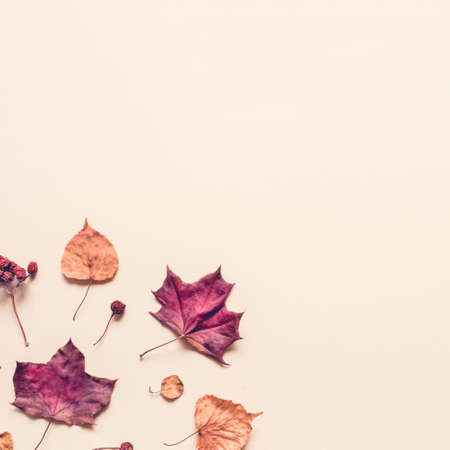 Autumn pastel background made of leaves, berries and cones. Flat lay, top view. Copy space for text.の写真素材