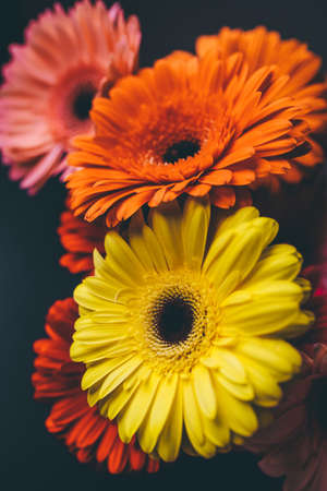 Beautiful bouquet of gerberas of different colors on a black background.の写真素材