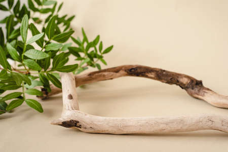 Natural background for cosmetic products created from wood and green leaves.の写真素材