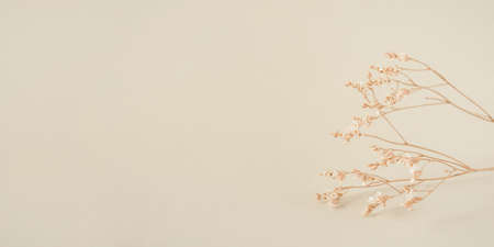 Natural beige background with a dry flower. Front view, Copy space for text.の写真素材