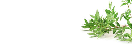 White background with a branch with green leaves. Front view, Copy space for text.の写真素材