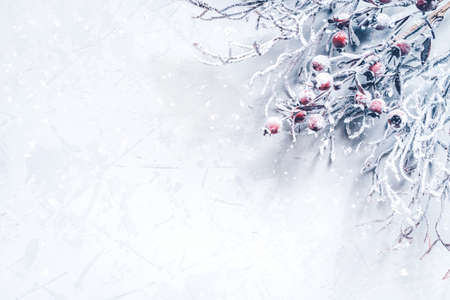 Christmas background of snow-covered branches with berries. Flat lay, top view. Copy space for text.の写真素材