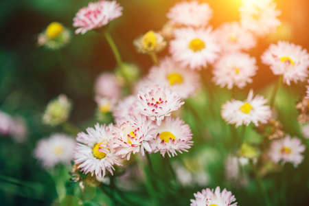 Beautiful daisy flowers in a flower bed in the park. Close up.の写真素材