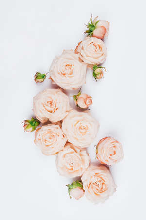 Spring background. Rose flowers on a white background. Flat lay.の写真素材