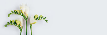 Floral background. Freesia flowers on a white background. Minimal concept. Flat lay, top view.の写真素材