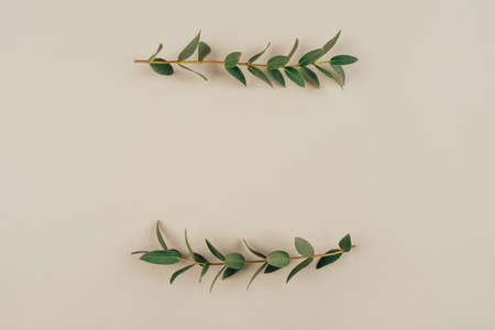 Green eucalyptus branches on a beige background. Flat lay, top view.の写真素材