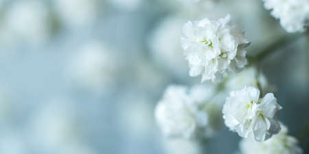 White flowers of the gypsophila. Gentle spring background. Soft focus.