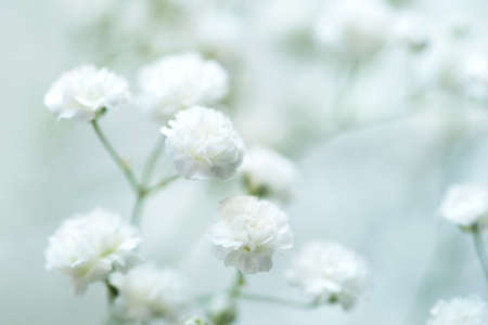 White flowers of the gypsophila. Gentle spring background. Soft focus.の写真素材