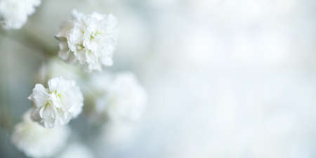 White flowers of the gypsophila. Gentle spring background. Soft focus.の写真素材