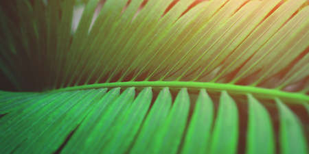 Background of green palm leaf. Close up.の写真素材